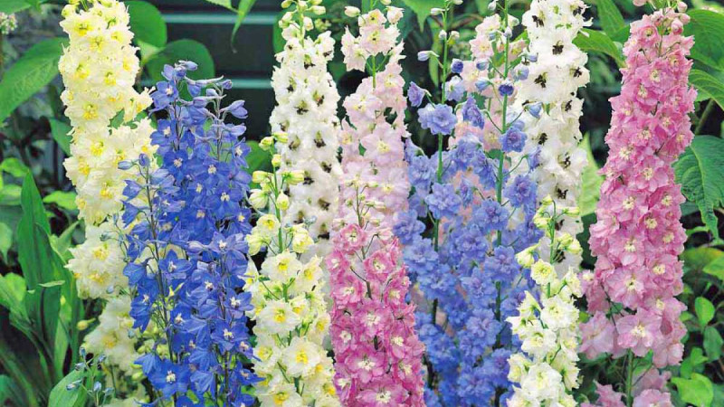  Hoa phi yến tím: Thể hiện một tình yêu thủy chung, gắn bó bền chặt dù trải qua nhiều khó khăn trong cuộc sống. Hoa phi yến xanh dương: Thể hiện sự tin tưởng, luôn đặt niềm tin và ủng hộ đối phương.