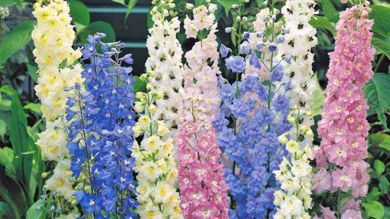  Hoa phi yến tím: Thể hiện một tình yêu thủy chung, gắn bó bền chặt dù trải qua nhiều khó khăn trong cuộc sống. Hoa phi yến xanh dương: Thể hiện sự tin tưởng, luôn đặt niềm tin và ủng hộ đối phương.