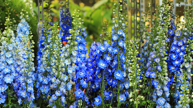  Khi mới nở chúng có màu xanh đậm và dần dần nhạt màu chuyển sang màu xanh lam của bầu trời. Đây là loại màu xanh lam mơ mộng, hiếm có trong tự nhiên. Cây cảnh này thường nở rộ vào khoảng tháng 6 - tháng 8 và trong đó tháng 7 là mùa hoa đẹp nhất. 