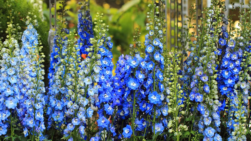  Khi mới nở chúng có màu xanh đậm và dần dần nhạt màu chuyển sang màu xanh lam của bầu trời. Đây là loại màu xanh lam mơ mộng, hiếm có trong tự nhiên. Cây cảnh này thường nở rộ vào khoảng tháng 6 - tháng 8 và trong đó tháng 7 là mùa hoa đẹp nhất. 