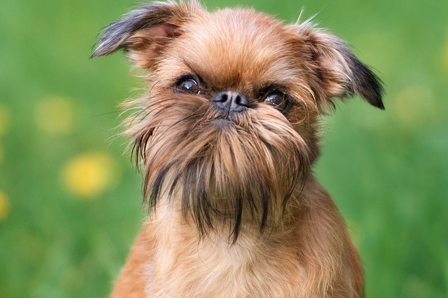 Nếu bạn muốn nuôi những chú chó cảnh mini dễ thương này thì hãy nhanh tay sắm ngay một em nhé, chắc chắn bạn sẽ thích thú bởi vẻ ngoài đáng yêu của chúng.