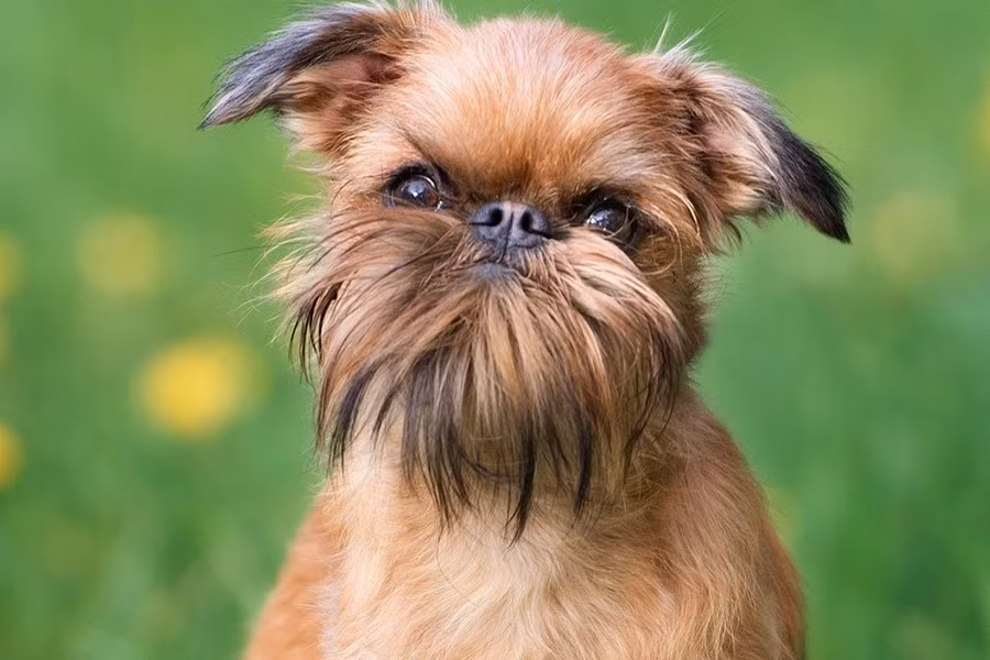 Nếu bạn muốn nuôi những chú chó cảnh mini dễ thương này thì hãy nhanh tay sắm ngay một em nhé, chắc chắn bạn sẽ thích thú bởi vẻ ngoài đáng yêu của chúng.