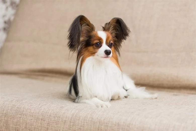  Chó bướm (Papillon): Papillon là một giống chó cảnh cỡ nhỏ, thấp lùn, thường cao không quá 28cm và cân nặng khoảng từ 3 - 5kg. Giống chó này được yêu thích bởi vẻ ngoài ngộ nghĩnh và vô cùng đáng yêu.