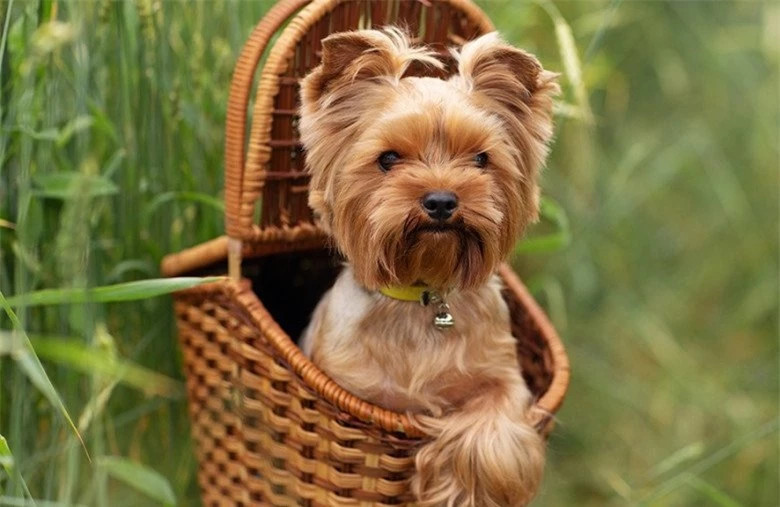  Chó sục (Yorkshire Terrier): Đặc điểm nổi bật của giống chó sục Yorkshire chính là kích thước nhỏ nhắn, cân nặng của chúng rơi vào khoảng 1,8 - 3,2kg và chiều cao khoảng từ 17 - 23cm. Vì có kích thước bỏ vừa túi xách nên đây còn được gọi là chó cảnh mini bỏ túi.