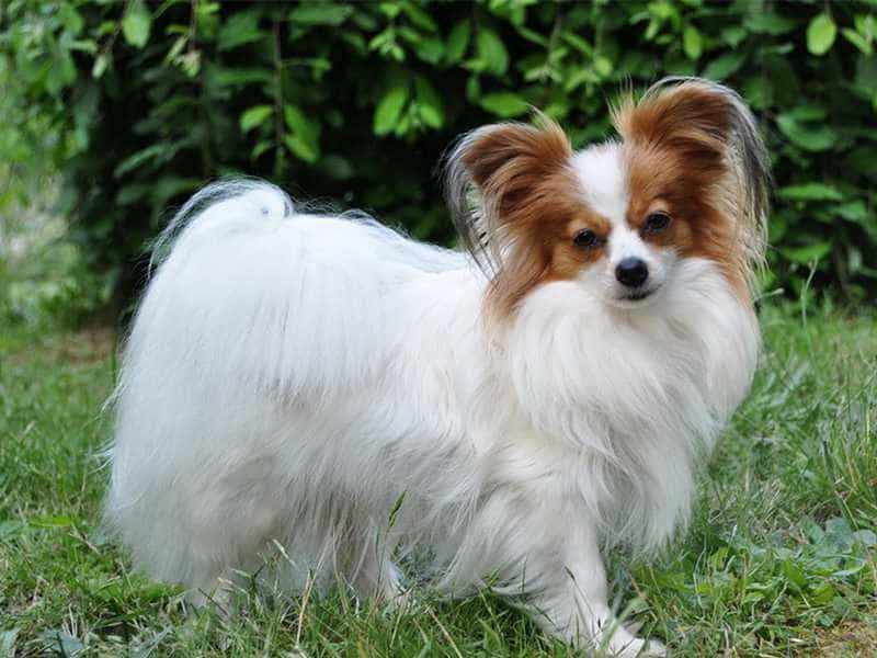 Đặc điểm ấn tượng nhất của những chú chó Papillon là bộ lông dài, mảnh và mượt mà. Chúng còn được nhiều người yêu thích bởi đặc tính thông minh và rất dễ huấn luyện.