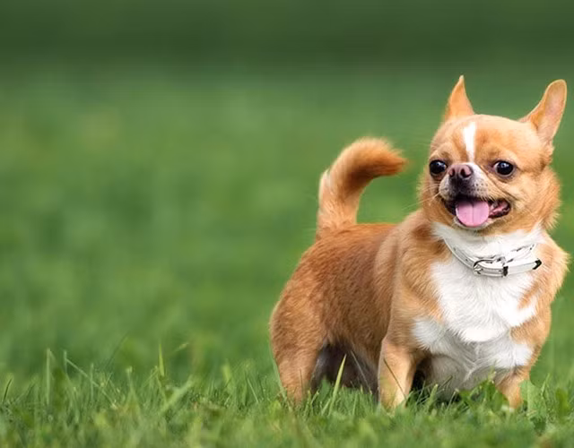 Dù sở hữu chiếc đầu nhỏ nhưng cặp mắt của chúng khá to, tròn kết hợp cùng đôi tai to, vểnh lên trông rất khác biệt. Chihuahua có thân hình khá chắc chắn, phần thân dài hơn so với chiều cao và luôn thẳng. Chihuahua thu hút mọi người với vẻ ngoài nhỏ nhắn, đáng yêu cùng bản tính hiền lành.