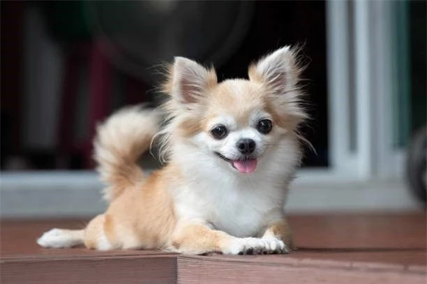  Chihuahua: Chó Chihuahua là một trong những giống chó nuôi nhỏ nhất trên thế giới với chiều cao chỉ tầm 15 - 23cm và cân nặng dao động trong khoảng từ 1,5- 3kg. Giống chó này được chia làm 2 loại lông ngắn và lông dài. Ở Việt Nam, Chihuahua rất phổ biến với bộ lông ngắn.