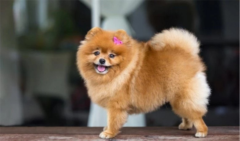  Phốc sóc (Pomeranian): Những chú chó phốc sóc có chiều cao trung bình từ 15 - 25cm và nặng khoảng 1,5- 4kg khi trưởng thành. Đây là một trong những giống chó cảnh được xếp vào hàng nhỏ nhất thế giới với bộ lông xù cực đáng yêu.