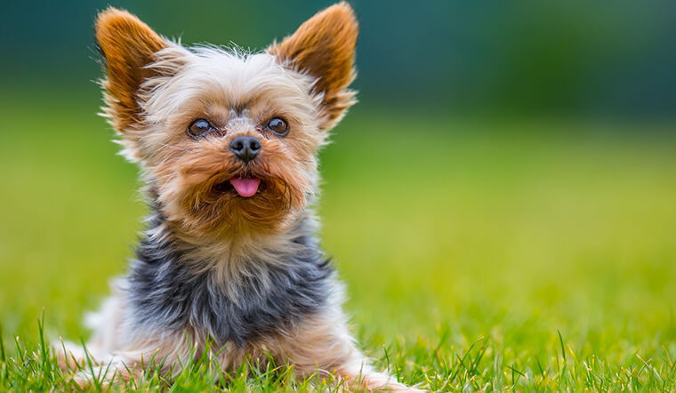 Yorkshire Terrier là giống chó sục có ngoại hình nhỏ nhắn, thanh lịch và kiêu sa. Điểm ấn tượng nhất của những chú chó sục chính là bộ lông rất phát triển, dài và óng mượt.