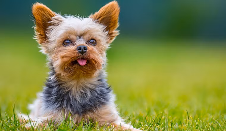 Yorkshire Terrier là giống chó sục có ngoại hình nhỏ nhắn, thanh lịch và kiêu sa. Điểm ấn tượng nhất của những chú chó sục chính là bộ lông rất phát triển, dài và óng mượt.