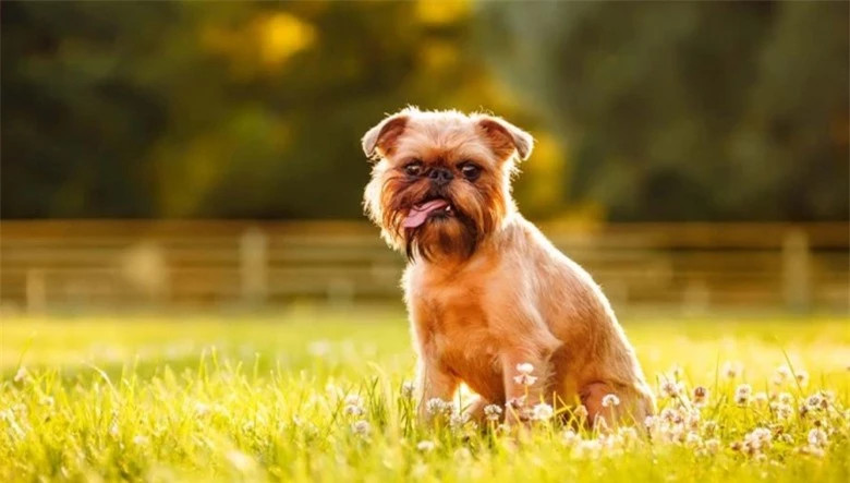  Chó mặt khỉ (Griffon Brussels): Griffon Brussels cũng là một giống chó kích thước nhỏ với khung xương chắc chắn. Một chú chó mặt khỉtrưởng thành có chiều cao trung bình từ 23 đến 28cm và nặng khoảng 3 - 5kg. Những chú chó thuộc giống Griffon Brussels được ví như một chú khỉ chính hiệu bởi bộ râu và đôi chân mày dài trông cực hài hước.