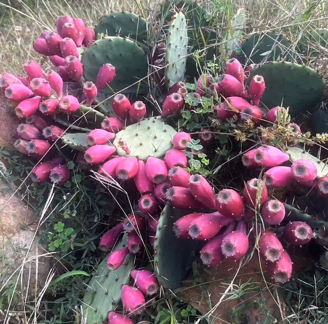 Xương rồng lê gai có cành lá rất đặc biệt. Chúng là những cụm cây bụi nhiều thịt, cao 2-3 mét. Thân cây màu xanh lá cây bao gồm các đoạn mọng nước, dẹt, hình bầu dục hoặc hình thìa, nối liền với nhau tạo thành các "khớp" kỳ dị. 
