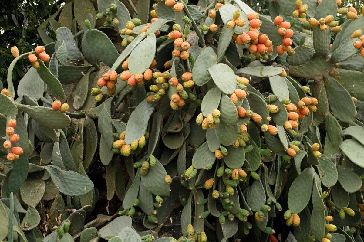  Trong phong thủy, loại cây này có tác dụng trấn trạch, xua đuổi những điều không may mắn ra khỏi nhà. Vì đặc điểm thường xanh tốt quanh năm, với những chiếc gai nhọn và hình dáng mạnh mẽ, xương rồng lê gai lại có ý nghĩa xua đuổi tà khí trong phong thủy, có thể giải trừ vận rủi, xua tan xui xẻo cho gia đình. 