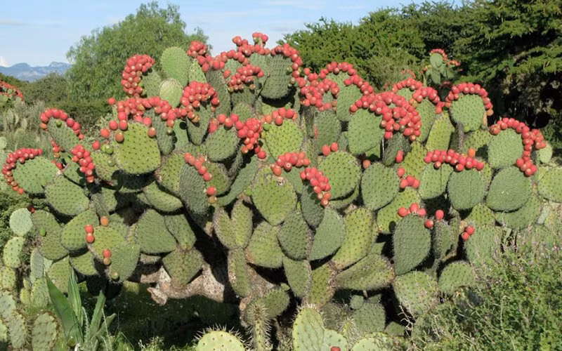  Trên bề mặt các đoạn mọng nước này đều phủ kín gai nhọn, cứng và dài, khá nguy hiểm khi tiếp xúc. Thân chính xương rồng dần dần phát triển thành thân gỗ màu xám hoặc xanh lục, khi trồng lâu năm, cây có thể cao đến 4-5m. Ảnh minh họa Toutiao