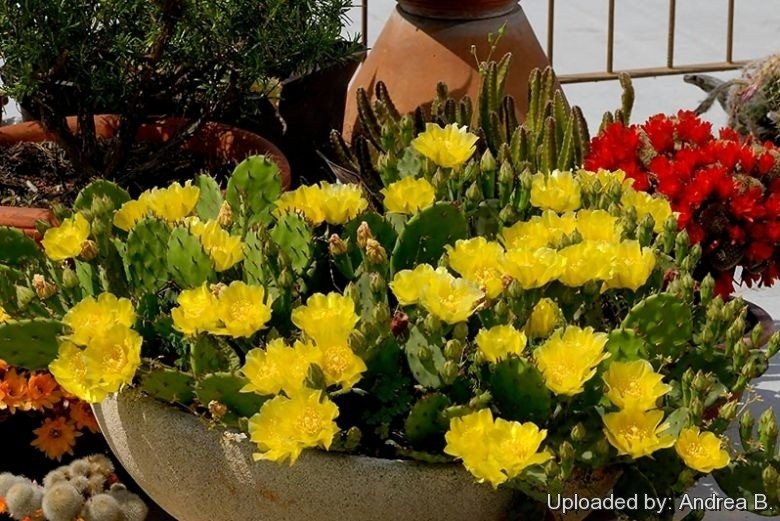 Trong đó giống Opuntia humifusa (xương rồng lê gai phương Đông) thường được trồng ở sân vườn vì có kích cỡ nhỏ hơn Opuntia ficus-indica (xương rồng lê gai Ấn Độ) mọc ở sa mạc có thể cao đến 4-5m. Ảnh minh họa Toutiao