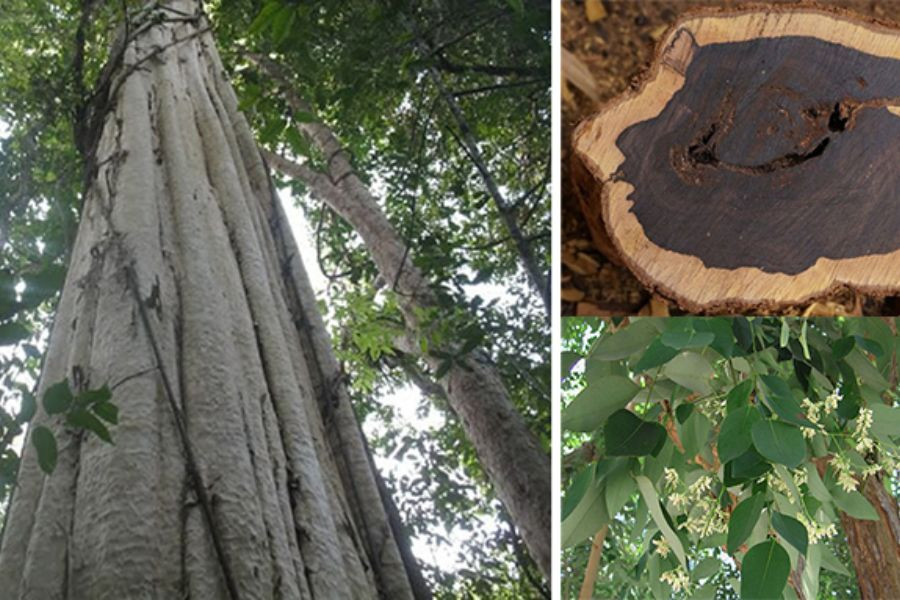 Tận mục khúc gỗ 5.000 tuổi có giá 10 tỷ đồng tại Hà Nội - Hình 2 Tan muc khuc go 5.000 tuoi co gia 10 ty dong tai Ha Noi-Hinh-2