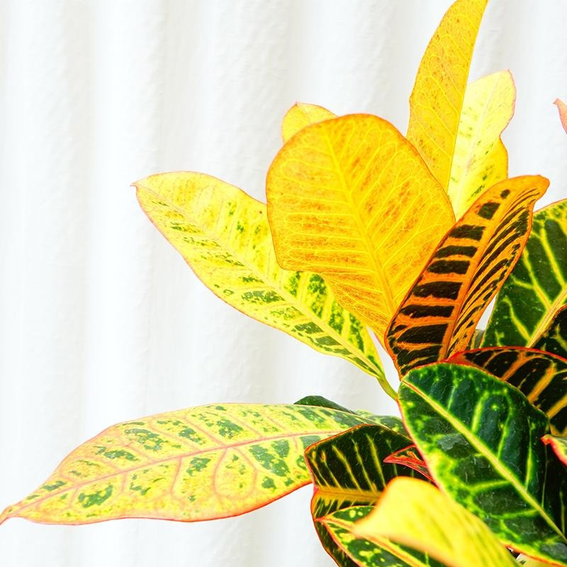 Cây có lá màu vàng, đỏ, cam nên là cây thuộc hành Hỏa. Nhờ thế, cây tương hợp với người mệnh Hỏa. Nếu người mệnh Hỏa đặt cây ở bàn làm việc sẽ thu hút may mắn trong sự nghiệp.