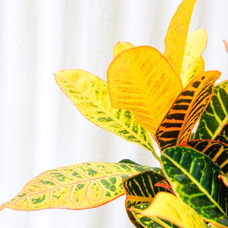 Cây có lá màu vàng, đỏ, cam nên là cây thuộc hành Hỏa. Nhờ thế, cây tương hợp với người mệnh Hỏa. Nếu người mệnh Hỏa đặt cây ở bàn làm việc sẽ thu hút may mắn trong sự nghiệp.