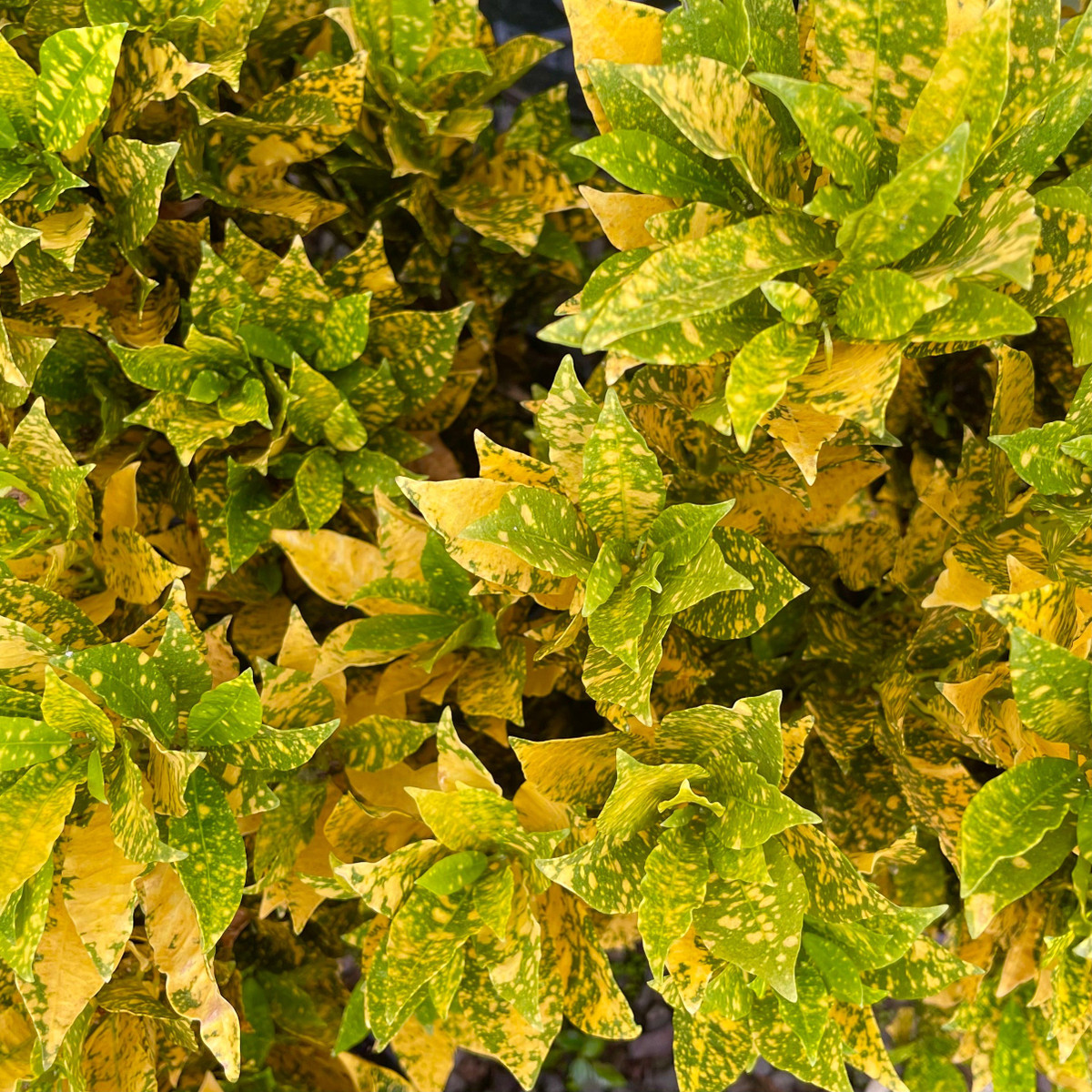 Cây cảnh này được xếp vào hàng cây cảnh với hình dáng kỳ lạ, đa dạng, nhiều màu sắc, đẹp và độc đáo được mọi người ưa chuộng. Loài cây này có nguồn gốc từ các nước Đông Nam Á (Malaysia) và các hòn đảo Thái Bình Dương và phía bắc Australia. 