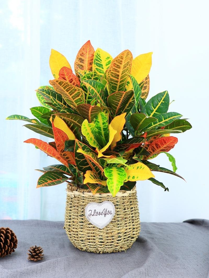  Cây vàng bạc có cái tên phổ biến và dân dã hơn là cây cô tòng. Ngoài ra nó còn được gọi là cây vàng anh, cây ngũ sắc, cây da quy, cây vàng bạc trổ... Cây cảnh này có tên tiếng Anh là Croton hoặc Garden croton tên khoa học là Codiaeum variegatum thuộc gia đình Euphorbiaceae.