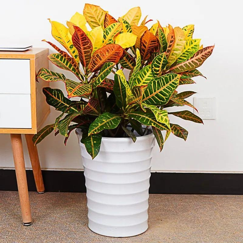  Khả năng thích nghi: Lá của cây cảnh này có khả năng thích nghi với mọi điều kiện môi trường, điều này còn tượng trưng cho phẩm chất thích ứng mạnh mẽ và linh hoạt của con người trong cuộc sống.