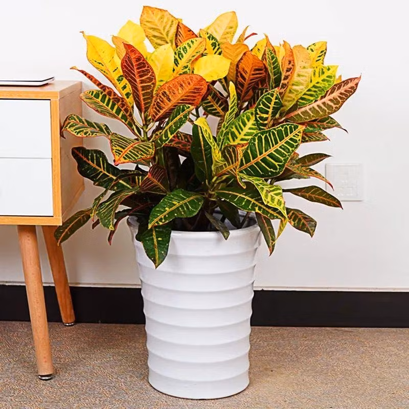  Khả năng thích nghi: Lá của cây cảnh này có khả năng thích nghi với mọi điều kiện môi trường, điều này còn tượng trưng cho phẩm chất thích ứng mạnh mẽ và linh hoạt của con người trong cuộc sống.