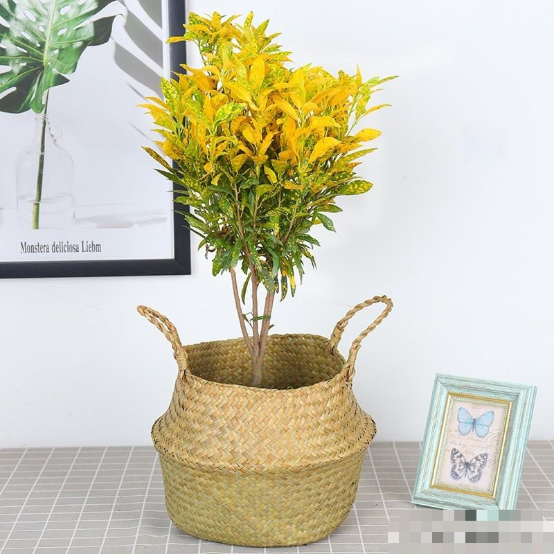  Mạnh mẽ: Cây cảnh này có thể duy trì lá tươi tốt trong các mùa hoặc môi trường khác nhau, tượng trưng cho sức sống và năng lượng. 