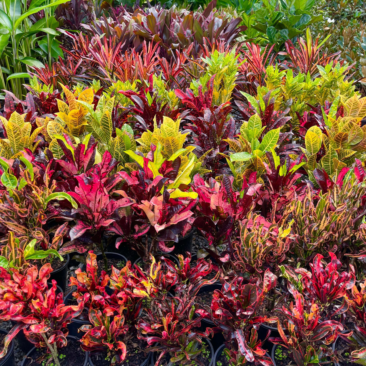 Tuy nhiên, cần nhấn mạnh lần nữa là nhựa của lá có độc tố nên không thích hợp để trong phòng ngủ. Trong việc bảo dưỡng hàng ngày, bạn cũng nên lưu ý không tiếp xúc với nhựa cây, nếu chẳng may ăn phải cần đi khám ngay.