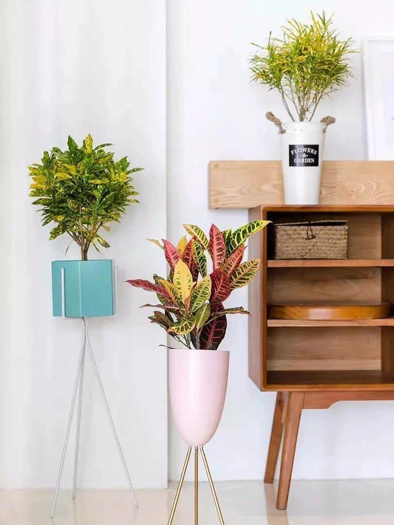 br/> Cây cảnh này phân cành nhánh nhiều. Thân gỗ nhỏ, mọc bụi thấp. Thân cây chứa nhựa màu trắng sữa, nhưng khi tiếp xúc với không khí trong thời gian dài nó chuyển dần sang màu đỏ trông giống như máu.