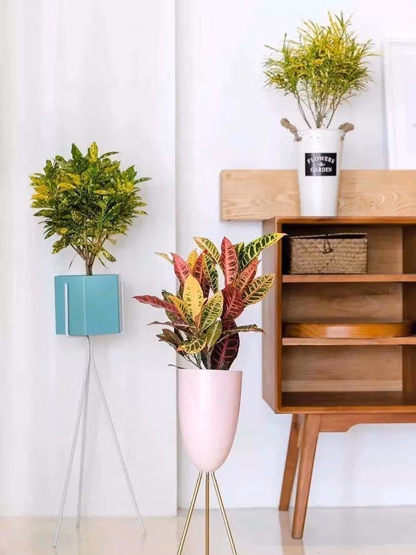 br/> Cây cảnh này phân cành nhánh nhiều. Thân gỗ nhỏ, mọc bụi thấp. Thân cây chứa nhựa màu trắng sữa, nhưng khi tiếp xúc với không khí trong thời gian dài nó chuyển dần sang màu đỏ trông giống như máu.