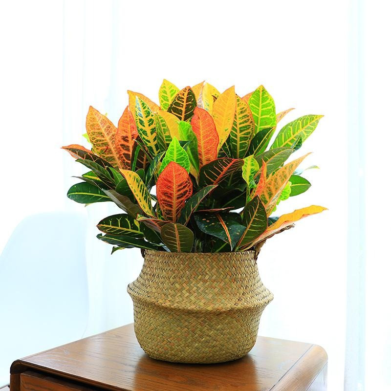  Màu sắc của lá của nó bao gồm xanh đậm, xanh non, trắng, xám, đỏ, đỏ nhạt, đỏ sẫm, tím, vàng, hồng, tía... Những chiếc lá có màu sắc khác nhau này được trang trí bằng những đốm màu sặc sỡ và luôn được thay đổi liên tục khi lá già đi.