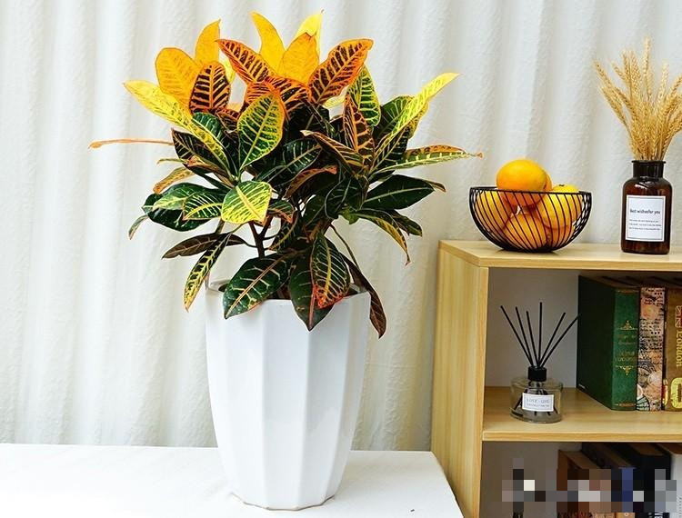 Ý nghĩa phong thủy của cây cảnh vàng bạc bao gồm: Thu hút tài lộc và mang lại may mắn: Cây cảnh này tượng trưng cho sự phát triển không ngừng và sức hút của cải nên được coi là biểu tượng mang lại may mắn, tài lộc.