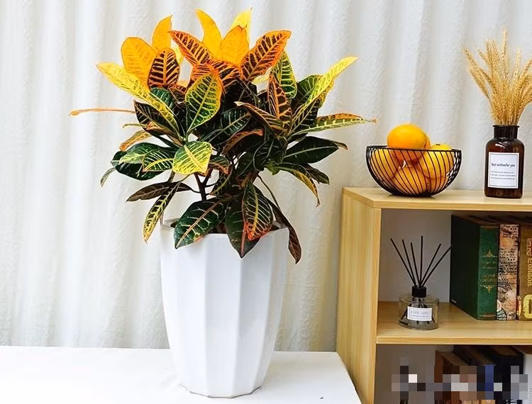 Ý nghĩa phong thủy của cây cảnh vàng bạc bao gồm: Thu hút tài lộc và mang lại may mắn: Cây cảnh này tượng trưng cho sự phát triển không ngừng và sức hút của cải nên được coi là biểu tượng mang lại may mắn, tài lộc.