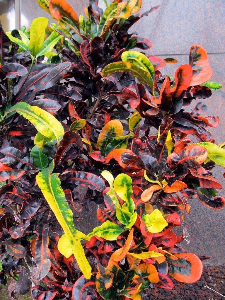  Trong phong thủy, cây cảnh này được coi là biểu tượng của sự giàu có và may mắn. Cây này được yêu thích vì những đặc tính độc đáo của nó và được cho là mang lại may mắn và giàu có.