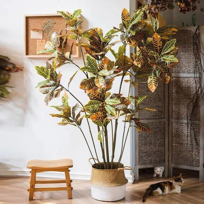  Theo phong thủy, cây cảnh này có tác dụng như tấm bùa hộ mệnh; hút tài lộc và sự may mắn, bày trong phòng làm việc giúp công việc hanh thông. Đặc biệt, nếu cây được trồng ở trong gia đình sẽ mang sự khoan khoái, sự giàu sang, phú quý, tài lộc dồi dào.