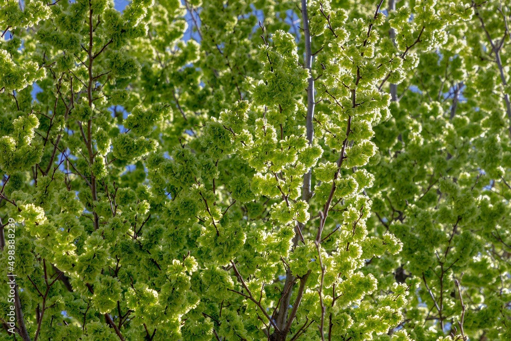  Người ta tin rằng trồng cây du trước và sau nhà có thể trị nhà, ngăn chặn tà ma. Ngày nay, một số người thích sử dụng nội thất cây du trong nhà, hoặc bày một chậu cây du trong nhà với mục đích “trừ tà, an nhà”. 