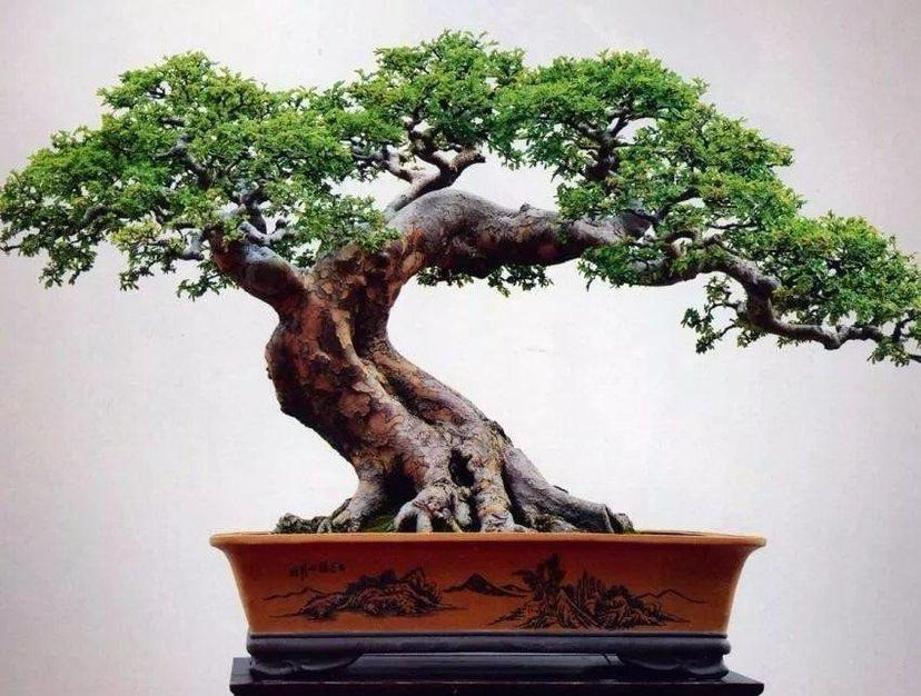 Người xưa coi cây du như một lá bùa hộ mệnh. Người xưa tin rằng chỉ cần có cây du trước nhà thì có thể tránh được một số điều không hay xảy đến và mang lại bình an, sức khỏe cho gia đình.