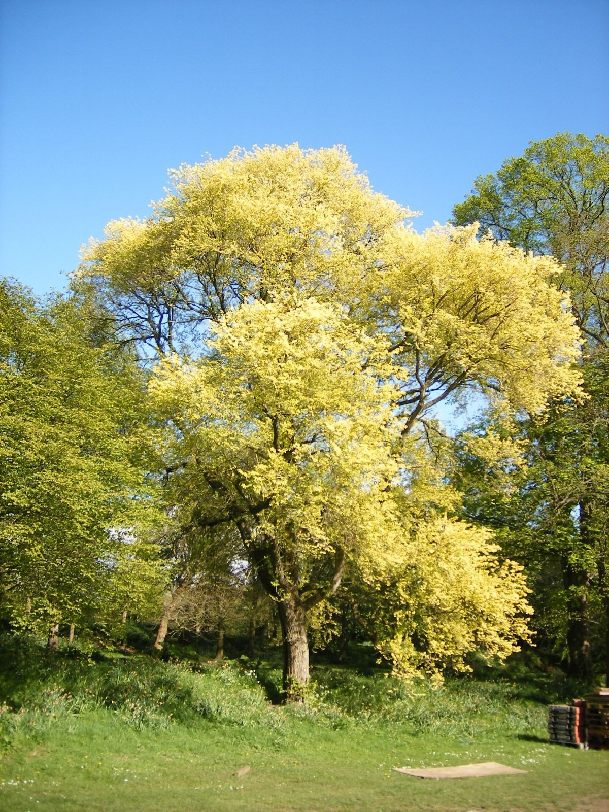  Cây cảnh có tuổi thọ cao, có thể phát triển thành những cây gỗ cổ thụ với kích cỡ thân lớn, bóng tỏa rộng, tạo thành tán râm mát. Cây du có khả năng chịu hạn và chịu lạnh rất tốt. thích nghi, bất kể ở đây có thể mọc um tùm trên đất phì nhiêu hay đất cằn cỗi.