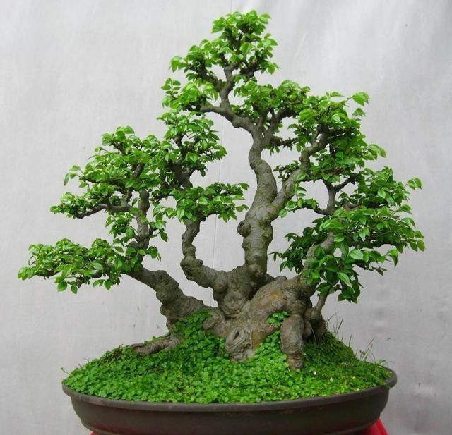 Cây du là loại cây ưa nắng, phát triển tốt ở môi trường có đủ ánh nắng. Vì vậy, cây du là cây dương có năng lượng Dương tương đối mạnh. Người xưa có câu: "Nếu có cây du sau nhà thì ma quỷ sẽ không đến gần”. 