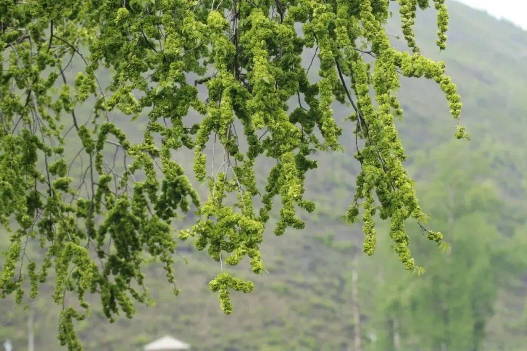 Thân cây du cứng cáp, vỏ cây xù xì, lá xanh rậm rạp. Khi trồng làm chậu cây ở nhà, nó mang lại cho người ta cảm giác sảng khoái. Ngoài ra, cây du cũng giống như các loại cây khác, có thể hấp thụ carbon dioxide và thải ra oxy để thanh lọc không khí.