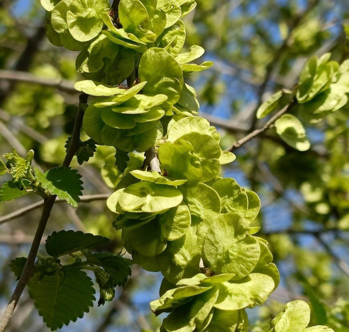 Nhiều người thích trồng cây du trước và sau nhà vì lá cây du trông giống như những đồng tiền đồng, khi rụng hoa giống như cây rụng tiền. Người xưa tin rằng trồng cây du trong nhà sẽ mang lại tài lộc cho gia đình.