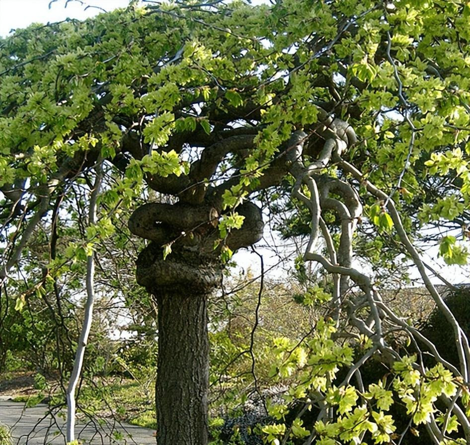 Bản thân cây du có tuổi thọ tương đối cao. Người ta nói rằng cây du sống lâu nhất hiện nay đã phát triển được hơn 1.000 năm. Do đó, người xưa cho rằng, khi trồng cây du trong nhà ngụ ý về sự trường thọ. Đặc biệt nếu trong nhà có người già thì việc trồng cây du là lời chúc phúc tốt lành, được mọi người coi trọng.