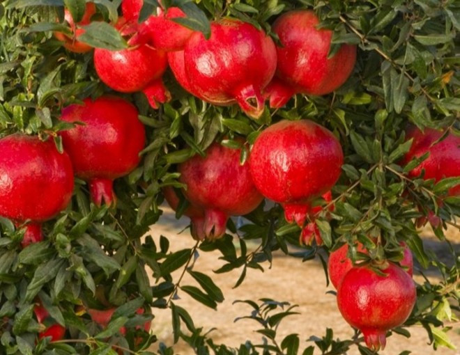  Màu của quả lựu như lửa, nồng nàn và tươi sáng cũng là biểu tượng của sự thịnh vượng, sung túc kéo dài qua nhiều thế hệ. Người xưa trồng cây cảnh lựu trong sân nhà là biểu hiện cát tường, có tác dụng vượng khí cho gia đình, cuộc sống cũng hưng thịnh, rực rỡ như hoa lựu, sung túc, ngọt ngào như quả lựu. 