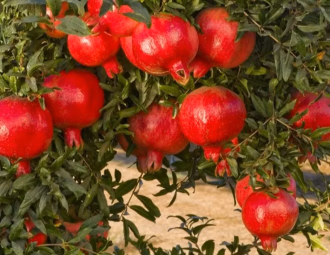  Màu của quả lựu như lửa, nồng nàn và tươi sáng cũng là biểu tượng của sự thịnh vượng, sung túc kéo dài qua nhiều thế hệ. Người xưa trồng cây cảnh lựu trong sân nhà là biểu hiện cát tường, có tác dụng vượng khí cho gia đình, cuộc sống cũng hưng thịnh, rực rỡ như hoa lựu, sung túc, ngọt ngào như quả lựu. 