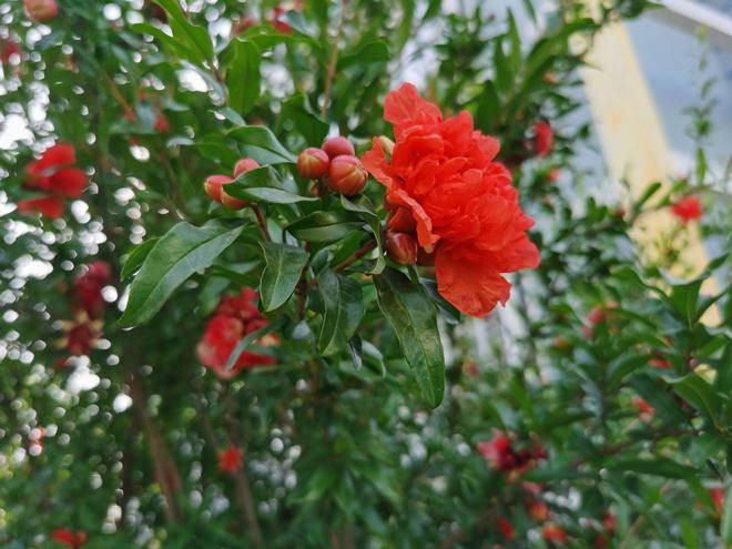  Cây lựu cũng có nhiều giống có khả năng thích ứng rộng, có thể trồng ở nhiều vùng ở nước ta, có thể trồng ở sân và trong chậu. Cây lựu thích bón phân. Khi trồng bón phân bón lót vừa đủ và chú ý trồng ở nơi có nhiều nắng. Thông thường, trồng ở hướng Đông hoặc Nam sân càng nhiều nắng thì càng ra nhiều hoa và quả, quả càng đỏ rực và cho vị ngọt ngào.