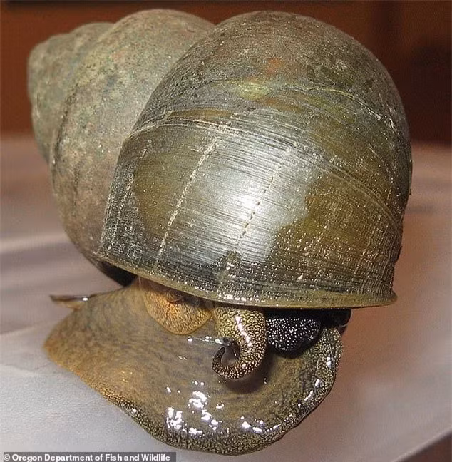 Sinh vat bi an co nguon goc tu chau A khien My canh bao khan