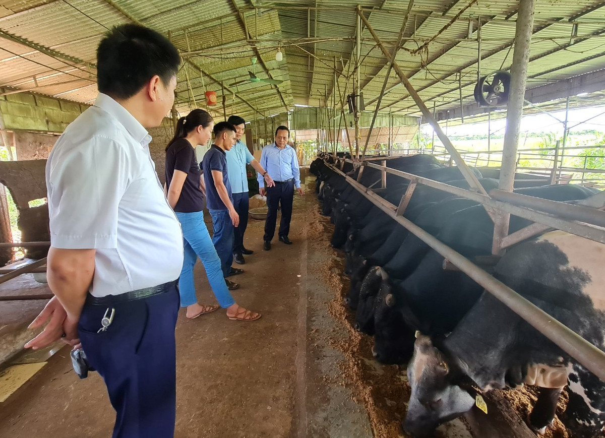 Chang ky su xay dung bo viec ve que nuoi bo 3B thu tien ty-Hinh-4