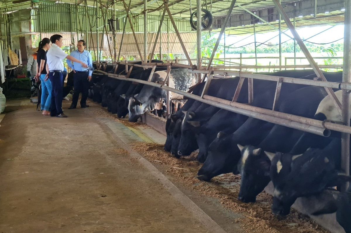 Chang ky su xay dung bo viec ve que nuoi bo 3B thu tien ty-Hinh-2