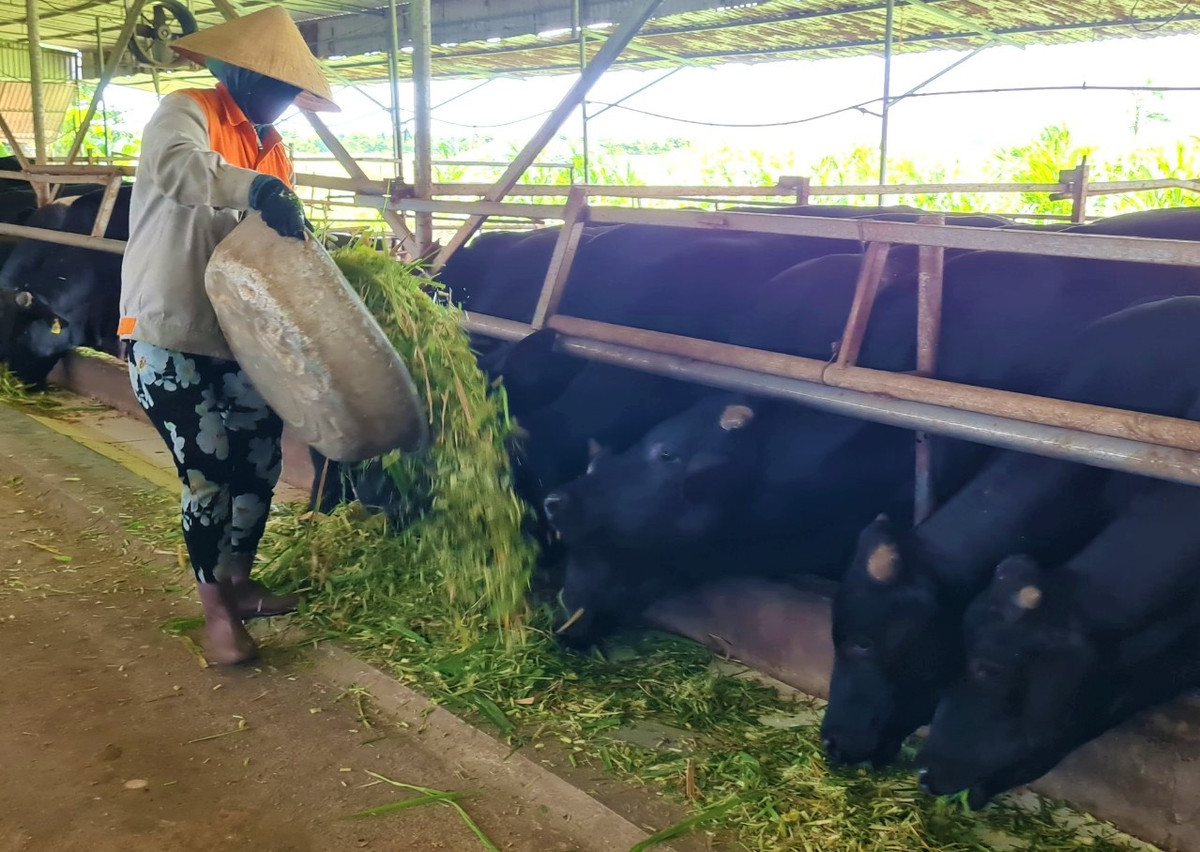 Chang ky su xay dung bo viec ve que nuoi bo 3B thu tien ty-Hinh-3