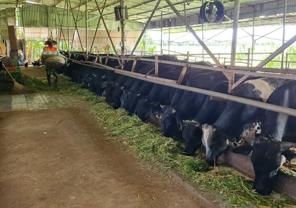 Chang ky su xay dung bo viec ve que nuoi bo 3B thu tien ty